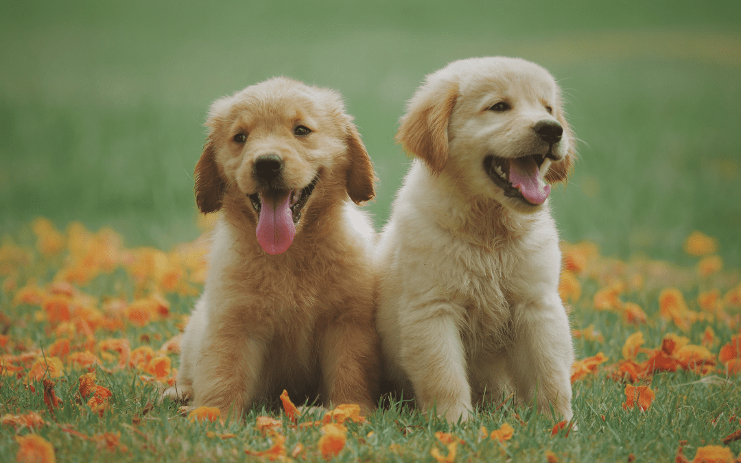 Government considering tougher penalties for pet thefts